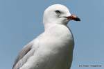 Oeil de mouette, Katikati, Nouvelle-Zélande.