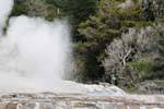 Pohutu geyser, Whakarewarewa Geyser, Rotorua, Nouvelle-Zélande.