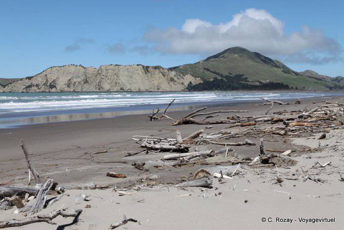 Bois flotté sur la plage, Anaura Bay, East Cape - Nouvelle-Zélande