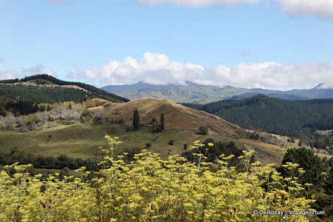 Ruatorua, route vers Tokomaru, East Cape - Nouvelle-Zélande