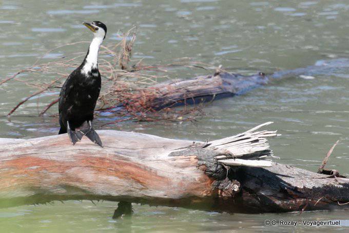 Cormoran sur bois flotté, Te Araroa, East Cape - Nouvelle-Zélande