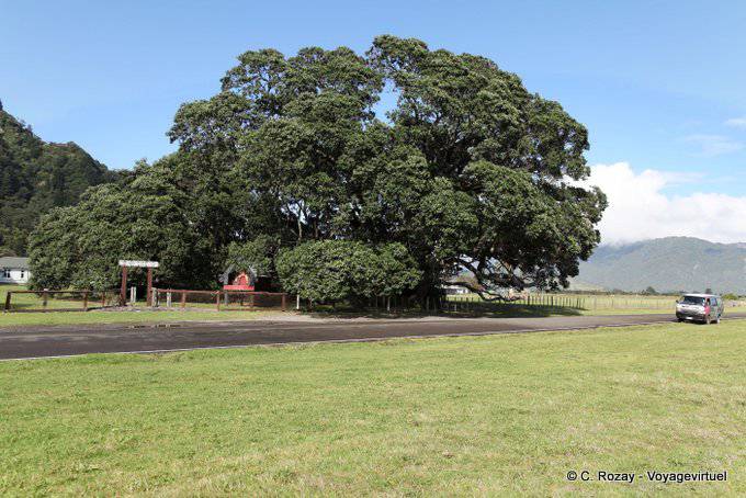 Sanctuaire maori et arbre géant, Te Araroa, East Cape - Nouvelle-Zélande