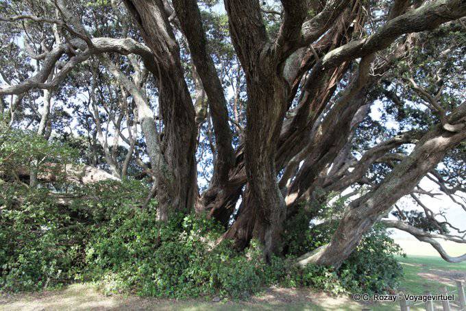 Multiplication de troncs, Te Araroa, East Cape - Nouvelle-Zélande