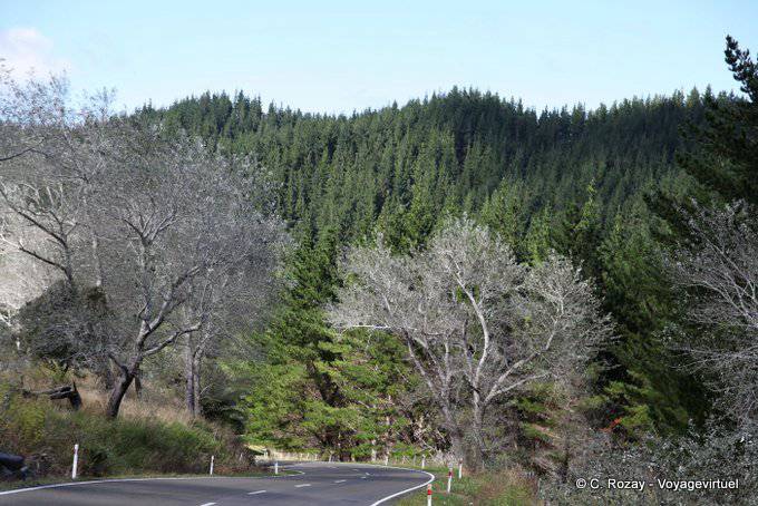 Forêt de résineux, Te Araroa Road Tikitiki, East Cape - Nouvelle-Zélande