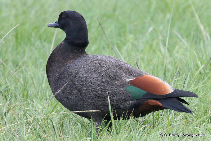 Mâle adulte Tadorne de Paradis (Paradise Shelduck), Tokomaru Bay, East Cape - Nouvelle-Zélande