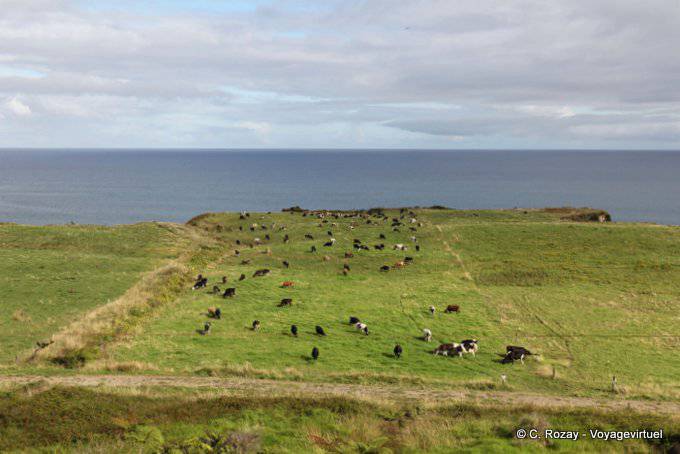 Elevage sur falaises entre Te Rangiharu et Whangaparaoa bay, Waihau Bay, East Cape - Nouvelle-Zélande