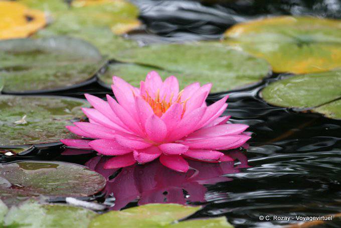 Napier, Nenuphar Rose, East Coast - Nouvelle-Zélande