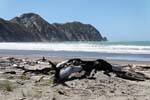 Plage et mer agitée, Anaura Bay, East Cape, Nouvelle-Zélande.