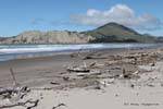 Bois flotté sur la plage, Anaura Bay, East Cape, Nouvelle-Zélande.