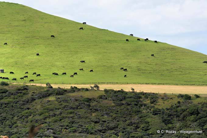 Troupeau au-dessus de Omapere, Oponomi, Hokianga Harbour, Northland - Nouvelle-Zélande