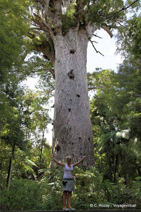 Le roi de la forêt (60m x 5m) Waipoua Forest Tane Mahuta, Northland - Nouvelle-Zélande