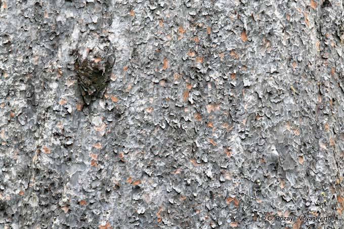 Tronc du Kauri, Waipoua Forest Tane Mahuta, Northland - Nouvelle-Zélande