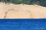 Jeux sur les dunes de sable, Oponomi, Hokianga Harbour, Northland, Nouvelle-Zélande.
