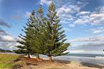 Araucarias devant la Sandy Bay, Whananaki, Northland, Nouvelle-Zélande.