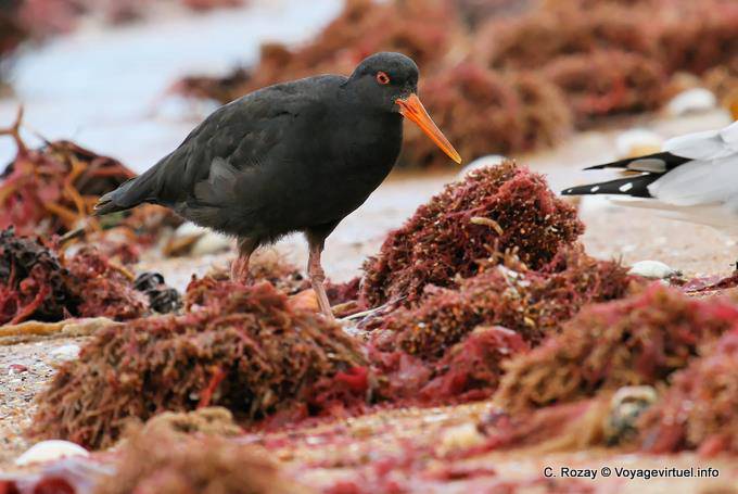 Huîtrier variable, Haematopus unicolor, Moeraki Boulders Scenic Reserve, Otago - Nouvelle-Zélande
