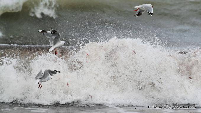 Oiseaux dans les vagues, Moeraki Boulders Scenic Reserve, Otago - Nouvelle-Zélande