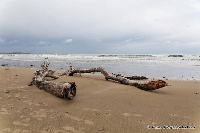 Bois mort sur Koekohe Beach, Moeraki Boulders Scenic Reserve, Otago - Nouvelle-Zélande