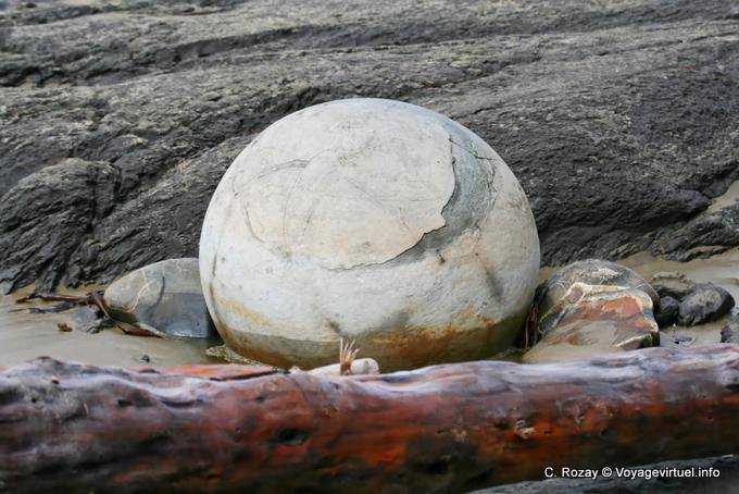 Boule et bois flotté Moeraki Boulders Scenic Reserve, Otago - Nouvelle-Zélande