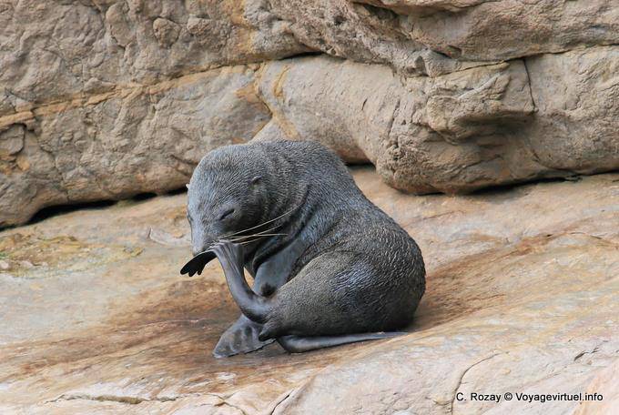 Moeraki Shag Point, Otago - Nouvelle-Zélande