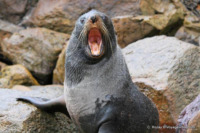 Baillement de lion de mer, Moeraki Shag Point, Otago - Nouvelle-Zélande