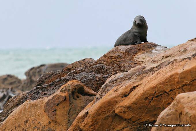 Phocarctos hookeri, Moeraki Shag Point, Otago - Nouvelle-Zélande