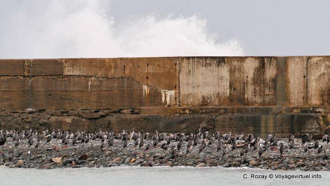 Cormorans au port, Oamaru, Otago - Nouvelle-Zélande