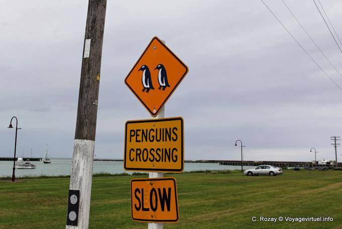 Penguins crossing, Oamaru, Otago - Nouvelle-Zélande