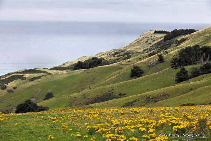Otago Peninsule, Dunedin Highcliff - Nouvelle-Zélande