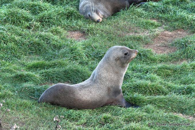 Lions de mer au repos dans l'herbe, péninsule d'Otago, Dunedins Seal Colonie - Nouvelle-Zélande