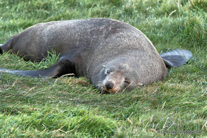 Heure de la sieste pour ce lion de mer, Otago Peninsula Dunedins Seal Colonie - Nouvelle-Zélande