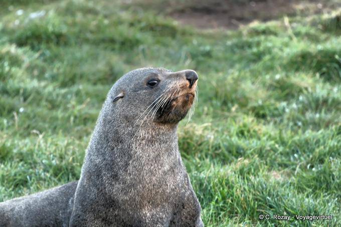 Regard inquiet, Otago Peninsula Dunedins Seal Colonie - Nouvelle-Zélande