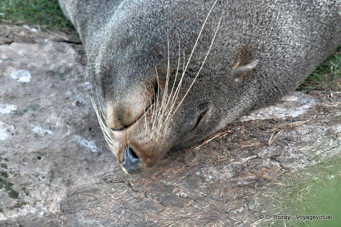 Lion de mer sommeillant, Otago Peninsula Dunedins Seal Colonie - Nouvelle-Zélande