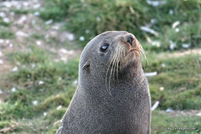 Portrait de lion de mer, Otago Peninsula Dunedins Seal Colonie - Nouvelle-Zélande