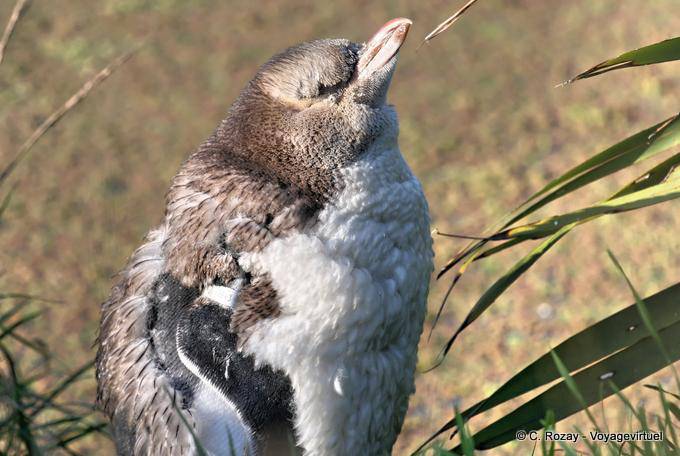 Jeune manchot jabotant, Otago Peninsula Yellow Eyed Penguin Conservation Reserve - Nouvelle-Zélande