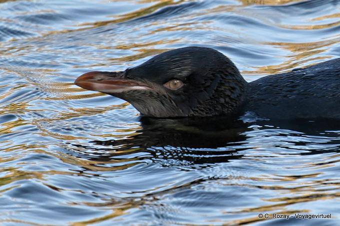 Couleurs d'eau, Otago Peninsula Yellow Eyed Penguin Conservation Reserve - Nouvelle-Zélande