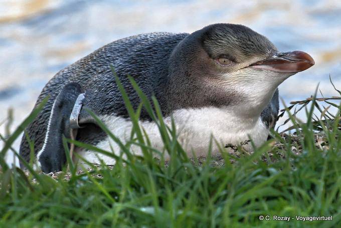 Manchot couché, Otago Peninsula Yellow Eyed Penguin Conservation Reserve - Nouvelle-Zélande