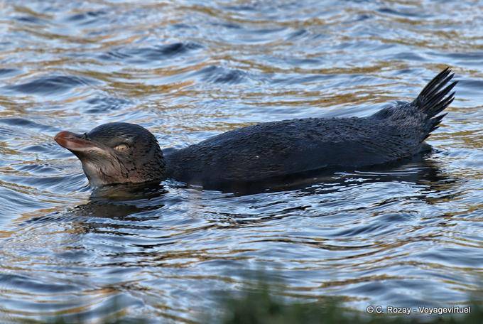 Manchot nageur, Otago Peninsula Yellow Eyed Penguin Conservation Reserve - Nouvelle-Zélande