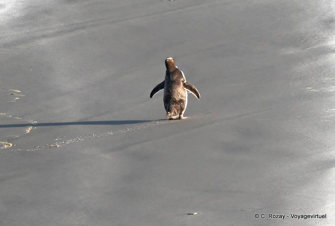 Retour du Manchot antipode sur la plage, Otago Peninsula Yellow Eyed Penguin Conservation Reserve - Nouvelle-Zélande