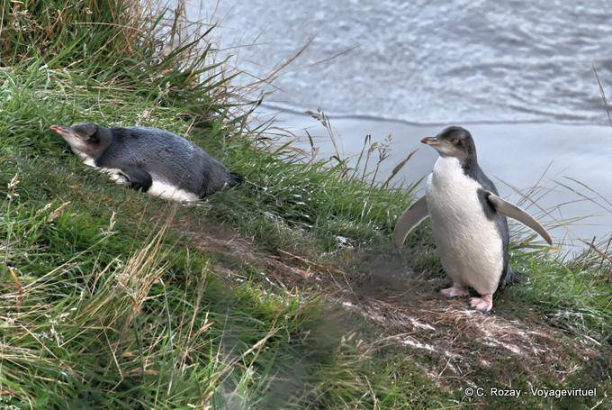 Couple de manchots antipodes, Otago Peninsula Yellow Eyed Penguin Conservation Reserve - Nouvelle-Zélande
