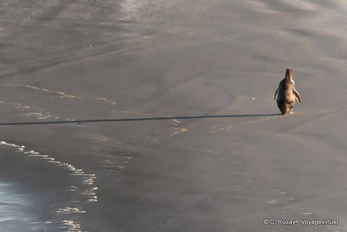 Manchot marchant sur la plage, Otago Peninsula Yellow Eyed Penguin Conservation Reserve - Nouvelle-Zélande