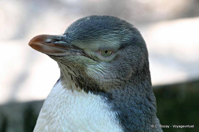 Portrait de Megadyptes antipodes, Otago Peninsula Yellow Eyed Penguin Conservation Reserve - Nouvelle-Zélande