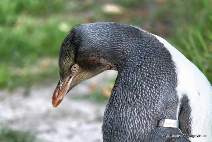 Regard de manchot, Otago Peninsula Yellow Eyed Penguin Conservation Reserve - Nouvelle-Zélande