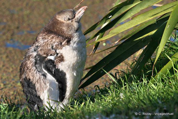 Attente du bébé manchot, Otago Peninsula Yellow Eyed Penguin Conservation Reserve - Nouvelle-Zélande