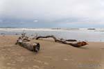 Bois mort sur Koekohe Beach, Moeraki Boulders Scenic Reserve, Otago, Nouvelle-Zélande.