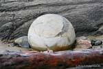 Boule et bois flotté Moeraki Boulders Scenic Reserve, Otago, Nouvelle-Zélande.