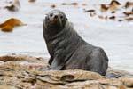 Les yeux du lion de mer, Moeraki Shag Point, Otago, Nouvelle-Zélande.