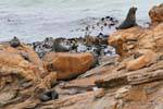 Seals colony, Moeraki Shag Point, Otago, Nouvelle-Zélande.