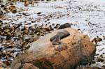 Algues et otaries, Moeraki Shag Point, Otago, Nouvelle-Zélande.