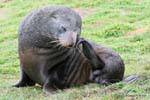 Otarie aux yeux bleus, Moeraki Shag Point, Otago, Nouvelle-Zélande.