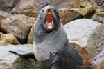 Baillement de lion de mer, Moeraki Shag Point, Otago, Nouvelle-Zélande.